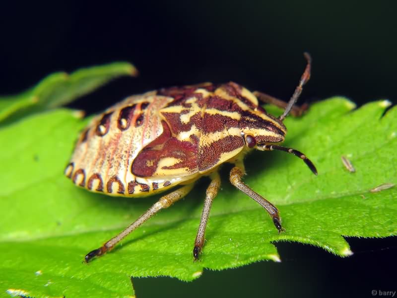 Carpocoris Kolenati, 1846